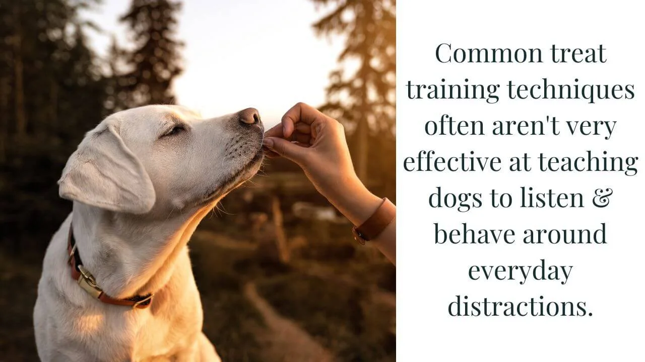No treat dog training best sale
